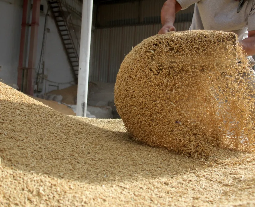 Soybean Meal